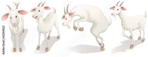 Four white goats