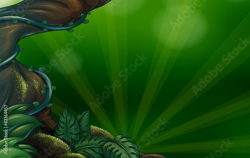 A giant tree at the forest