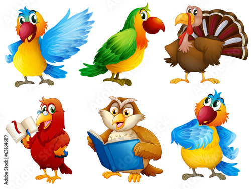 Colourful feathered creatures