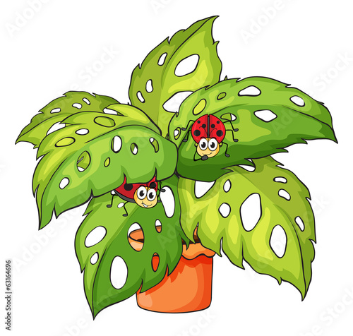 A plant with ladybugs