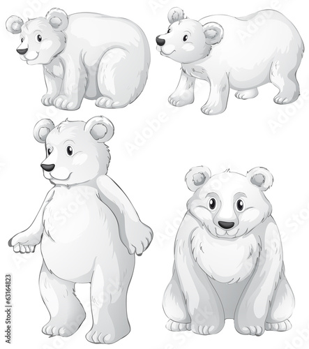 Four white polar bears