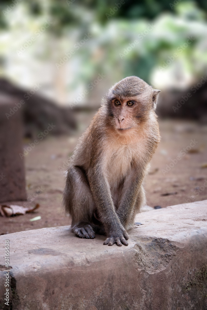 Fototapeta premium Macaque Monkey