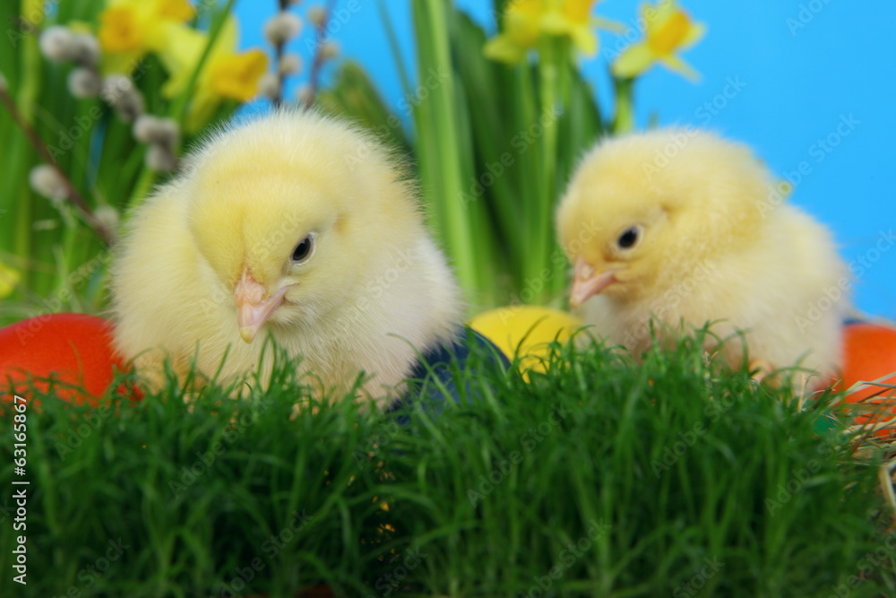 Obraz premium kurczak