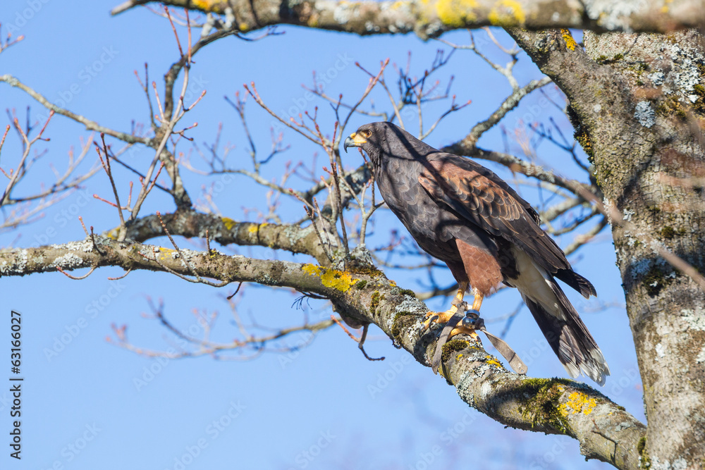 Golden eagle Golden eagle
