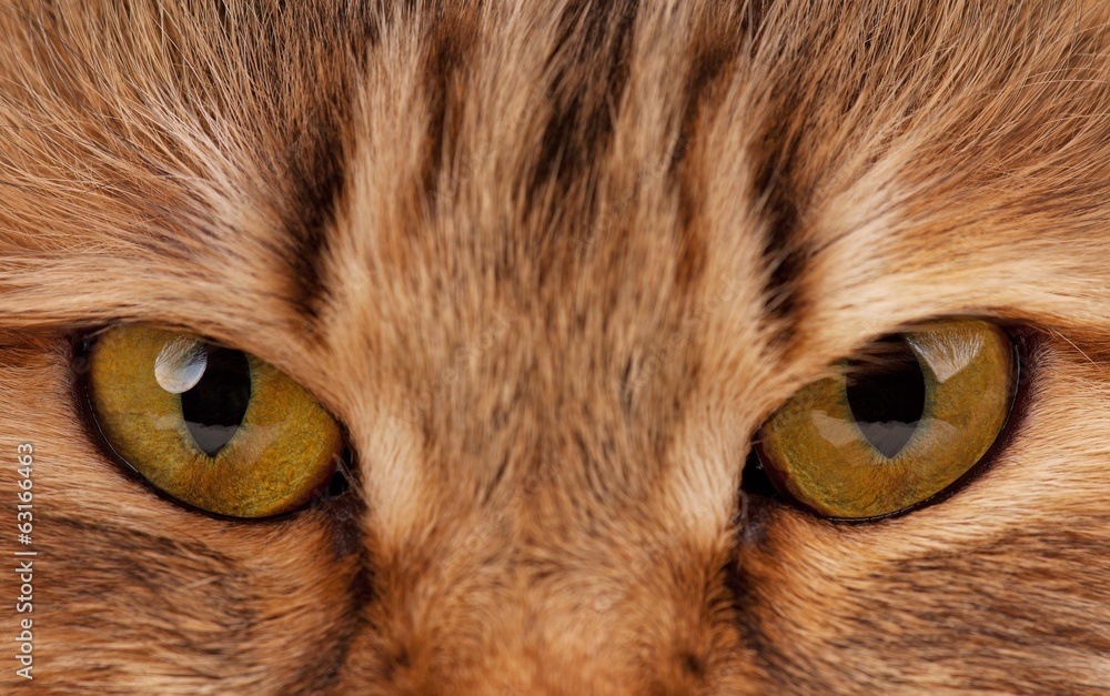 Cats eyes Cats eyes