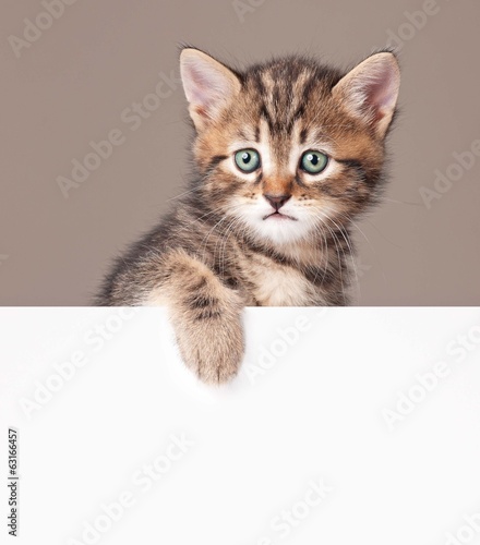 Fototapeta Naklejka Na Ścianę i Meble -  Cute kitten