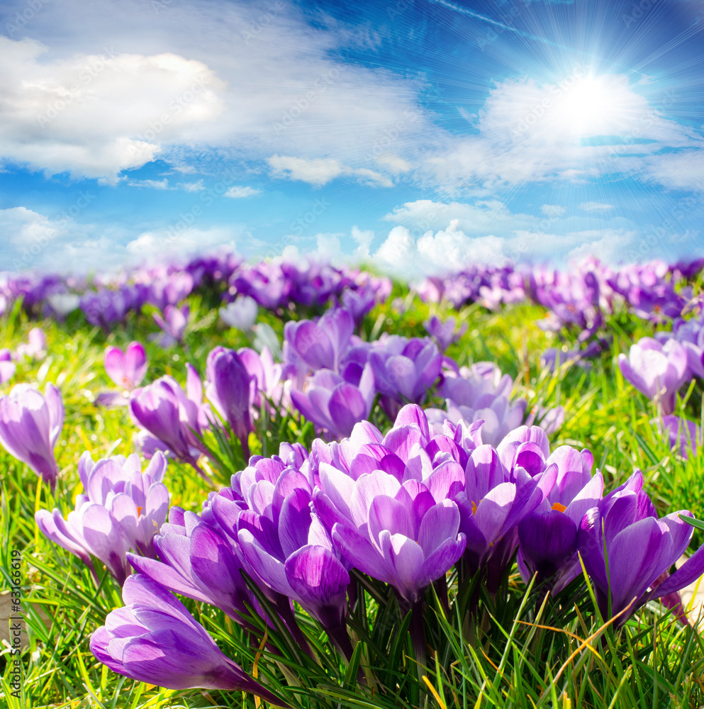 Naklejka premium Frühlingserwachen :)