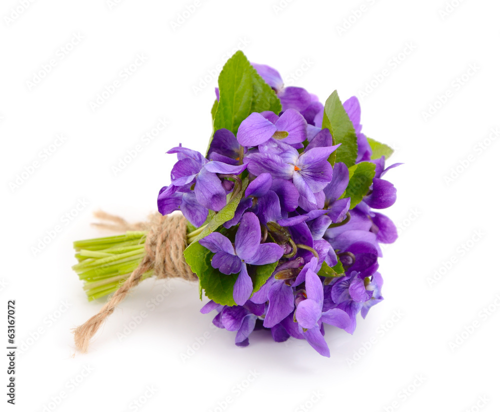 Naklejka premium Small bouquet with meadow violets.