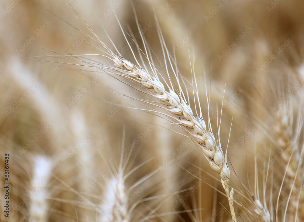 Wheat field