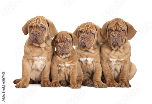 Group Bordeaux puppy dog  isolated on white background