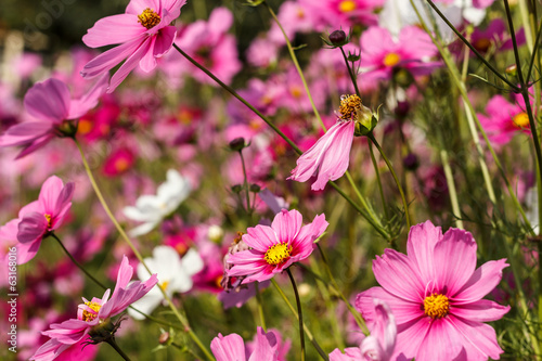 Pink color of cosmos flower