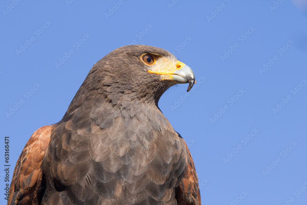 Golden eagle Golden eagle