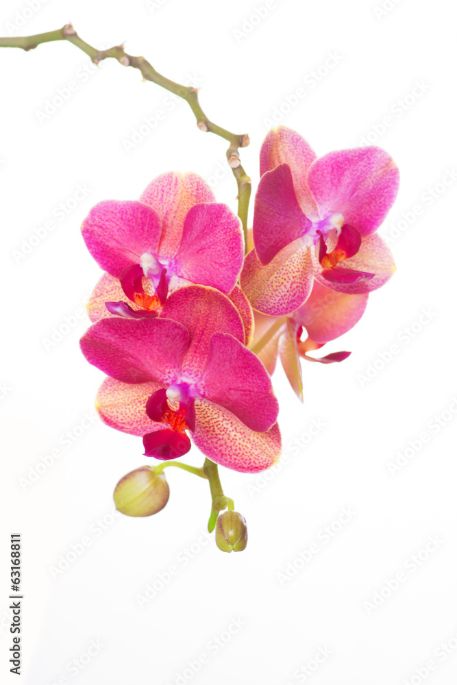 Fototapeta premium Storczyk