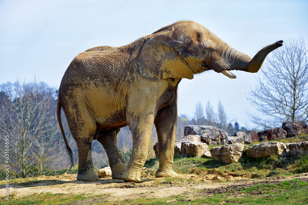 Fototapeta premium Elephant de savane (mâle)