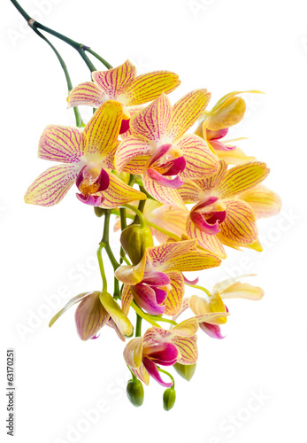 Fototapeta Naklejka Na Ścianę i Meble -  Blooming branch stripped yellow  orchid, phalaenopsis is isolate