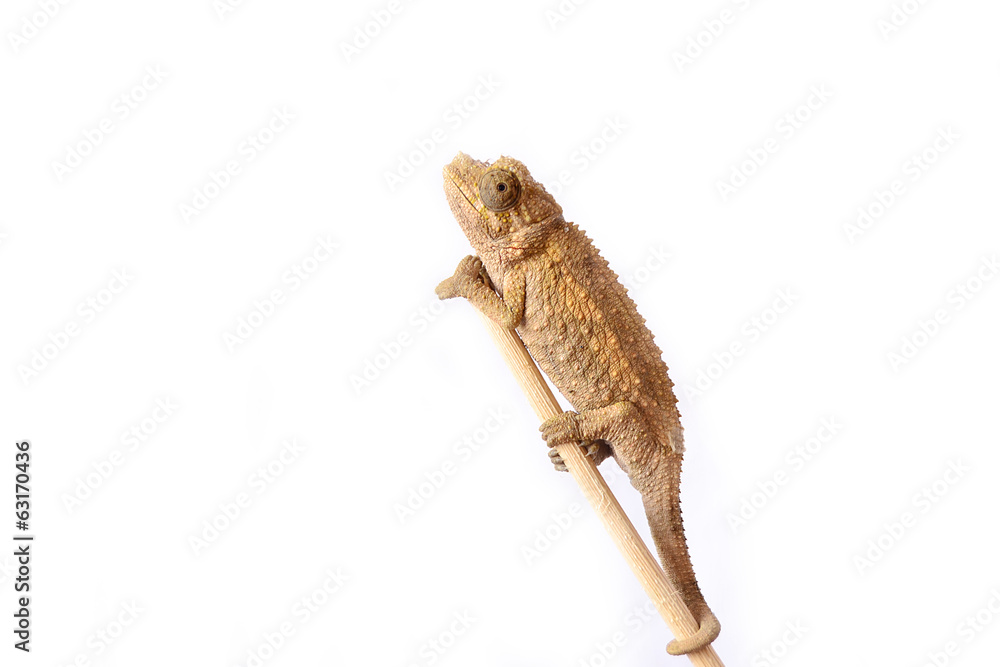 Naklejka premium Chameleon