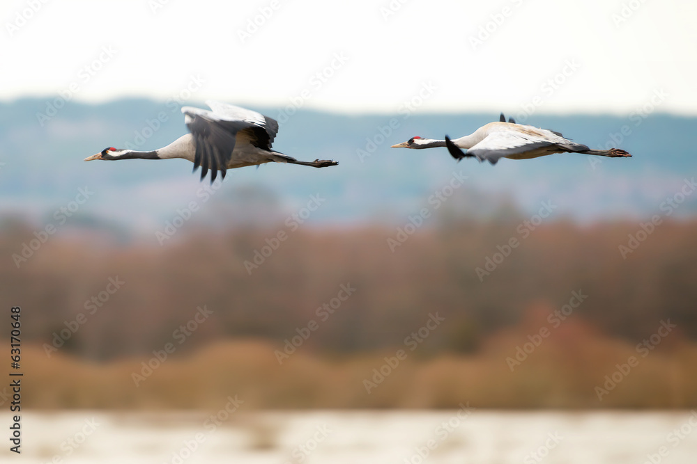 Fototapeta premium Two Crane birds flying over a lake