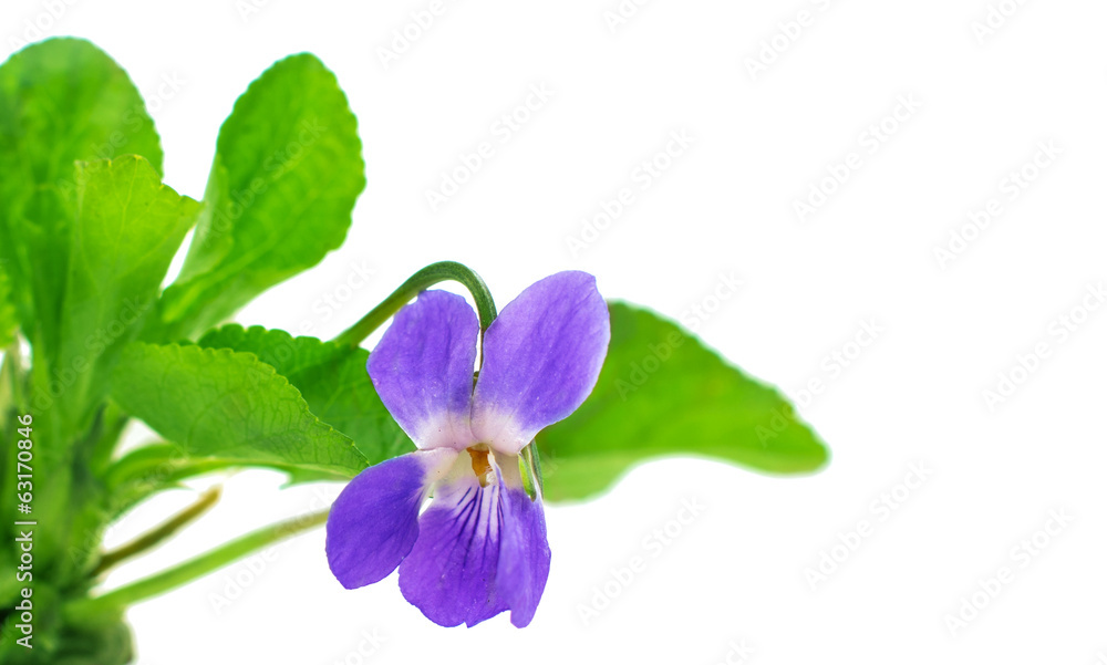 violet isolated violet isolated