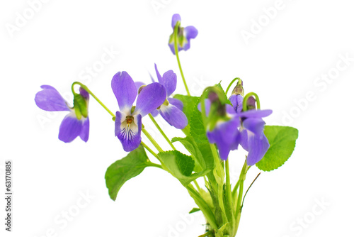 Fototapeta Naklejka Na Ścianę i Meble -  violet isolated