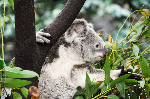Fototapeta Naklejka Na Ścianę i Meble -  Koala eating
