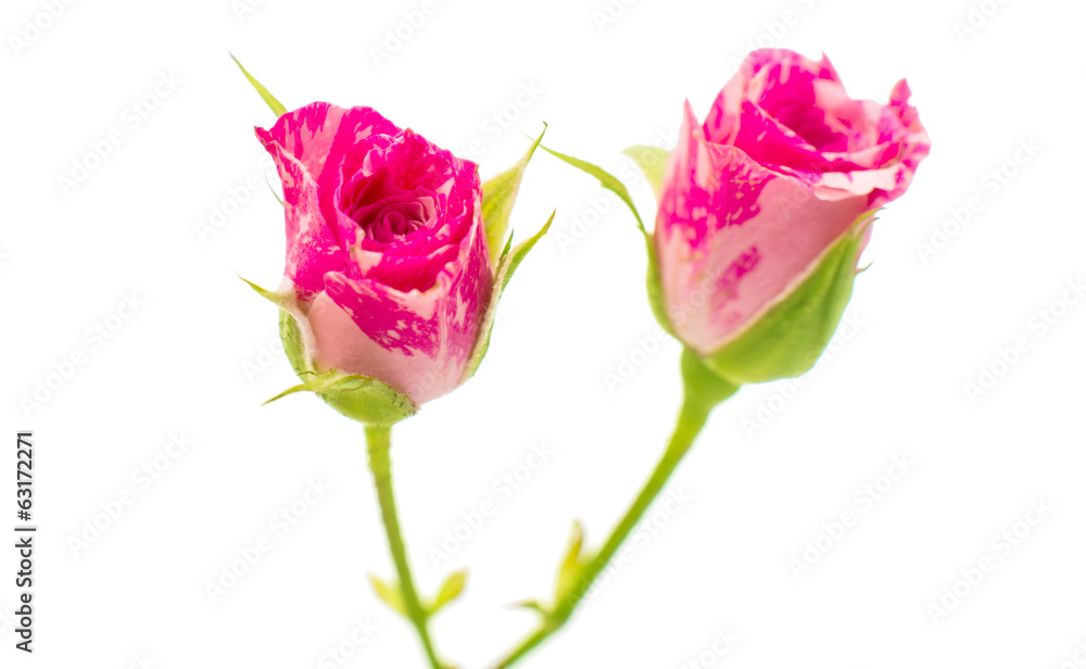 Little pink roses isolated on white