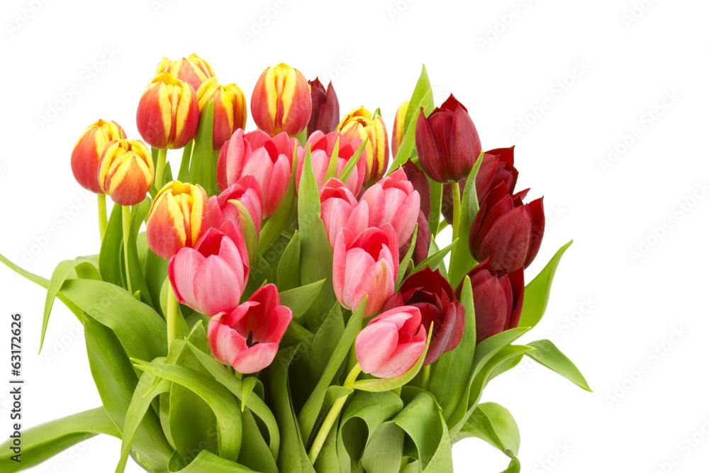 colourful tulips on white background