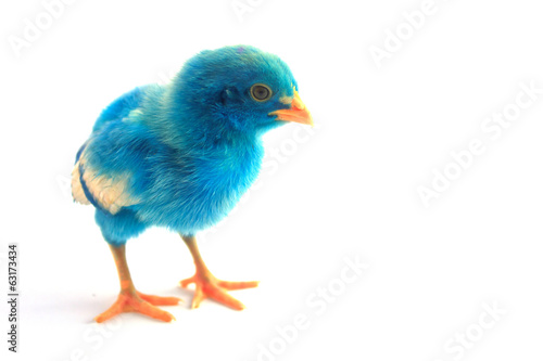 colorful cute little baby chicken on white background