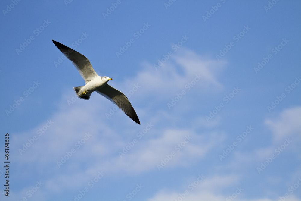 Fototapeta premium seagull in flight,Larus crassirostris