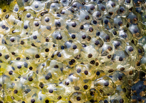Spawn Of Frog