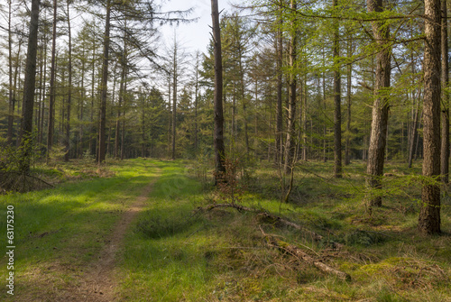 Path through a pine forest in spring