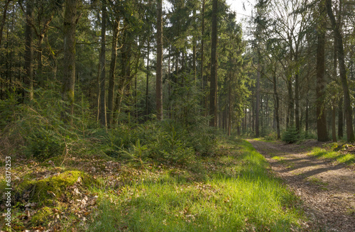 Path through a pine forest in spring