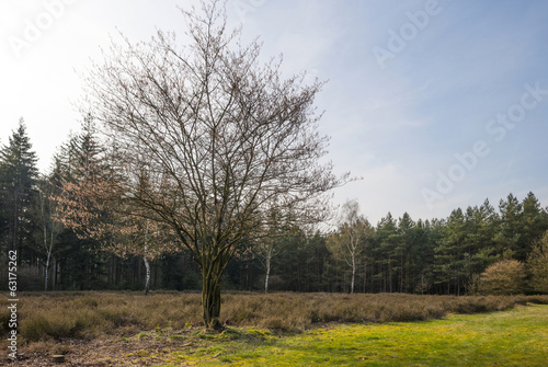 Tree in a field with heath in spring