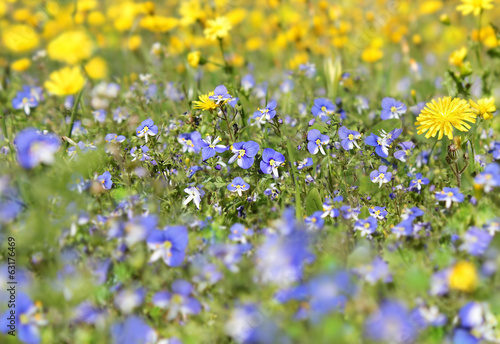 blue wildflowers on blurred background with yellow flowers