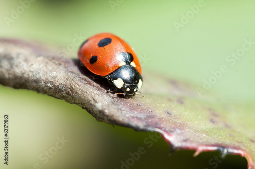 Ladybug on green leaf © erika8213