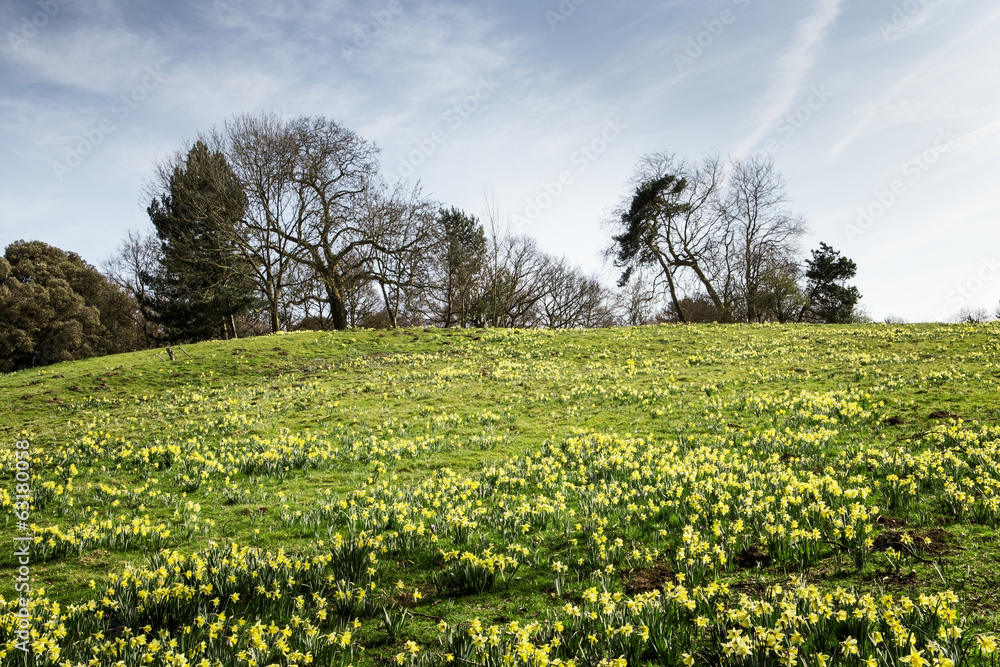 field of daffodil