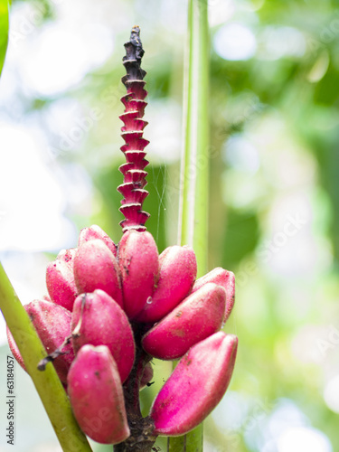 Ornamental red banana photo