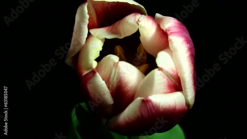 two coloured Tulip Blooming time lapse