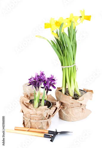 Fototapeta Naklejka Na Ścianę i Meble -  Beautiful narcissus, irises and gardening tools, isolated