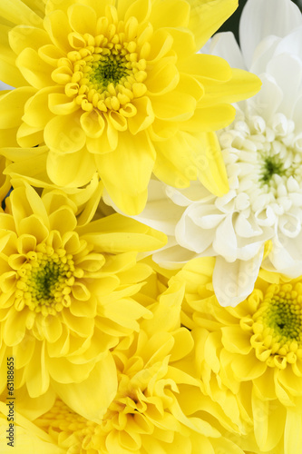 Beautiful chrysanthemum flowers close-up background