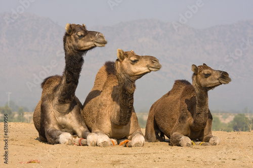 Camel at the Pushkar Fair, India