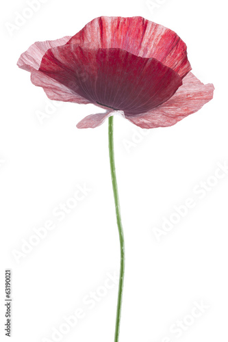 Fototapeta Naklejka Na Ścianę i Meble -  poppy