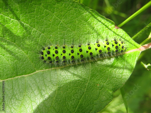 Caterpillar of Small Emperor Moth crawling up leaf photo