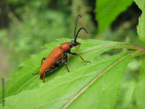Longhorn beetle on plant leaf