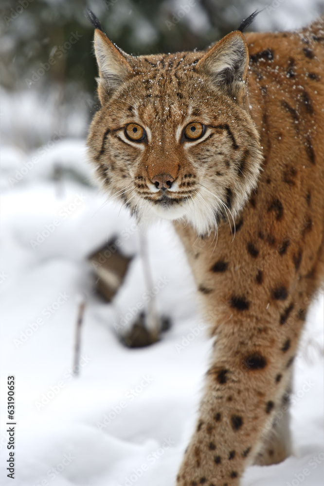 Winter Lynx Winter Lynx