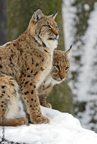 Lynx © kyslynskyy