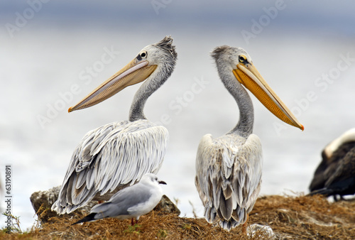 Obraz na płótnie Pelican w salonie