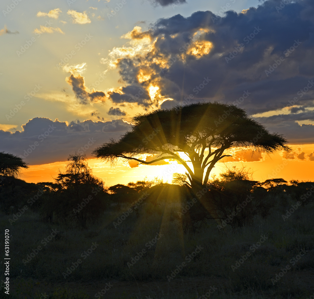 Fototapeta premium Afrykański krajobraz