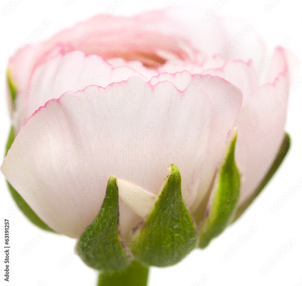 pale pink ranunculus isolated on white pale pink ranunculus isolated on white
