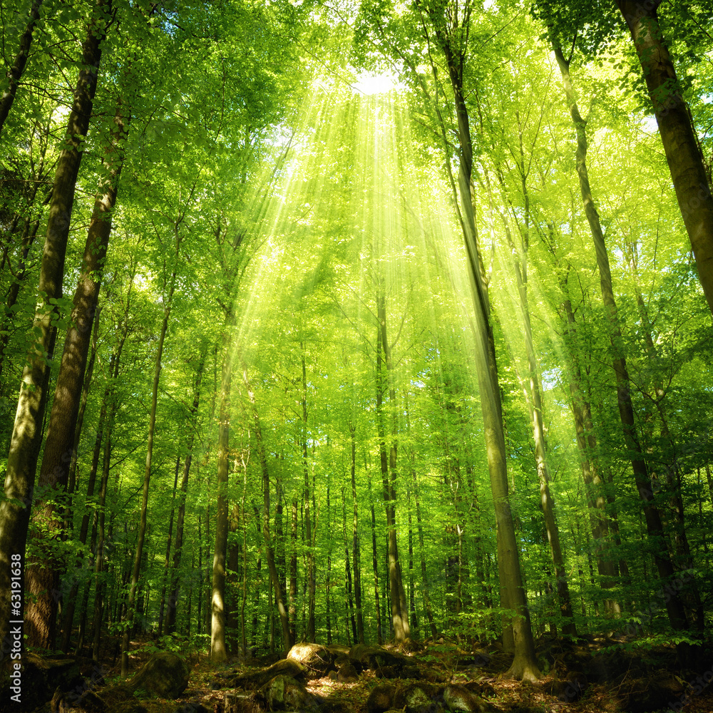 Fototapeta Promienie słoneczne w bukowym lesie