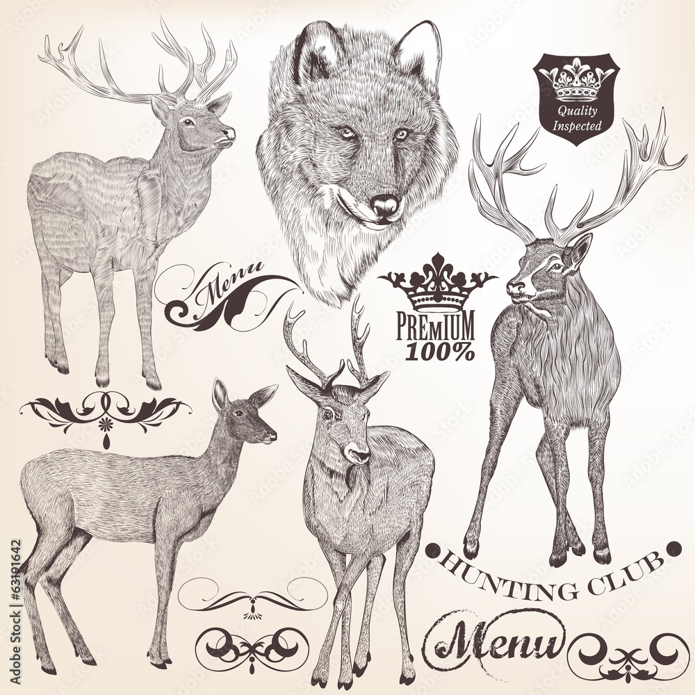 Fototapeta premium Collection of hand drawn animals for design